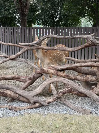 เรียนนักท่องเที่ยวทุกท่านที่เดินทางมายังสวนสัตว์ Yinji Animal Kingdom ในช่วงเทศกาลปีใหม่! คู่มือฉบับล่าสุด