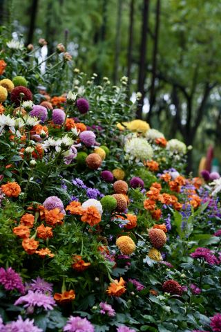 Where to go in Shanghai for the weekend? Gongqing Forest Park (with route map) 