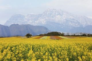 Limited-time offer for Women's Day | In Emei Mountain, we offer you both springtime and gentleness.