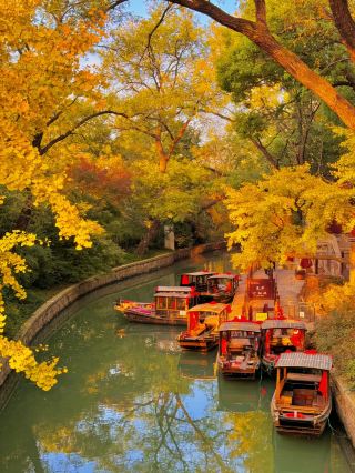 Suzhou Autumn Stroll Guide｜Catch a Thousand-Year-Old Maple at the Garden Corner