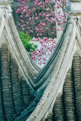 สวนเย่หยวนซูโจว｜ซ่อนความงดงามของดอกแมกโนเลียในสวน