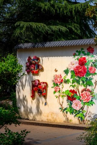 Peonies are Luoyang's spring invitation｜I have arrived for the appointment
