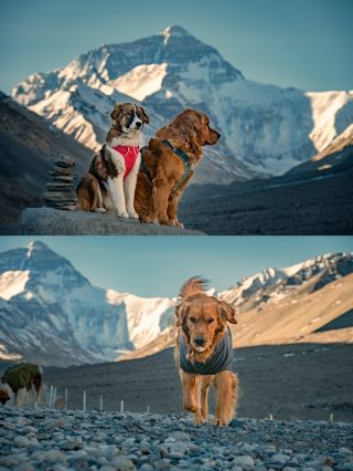 犬を連れてエベレストへ？！二人と二匹の犬でチベットを自家用車で巡る完全ガイド