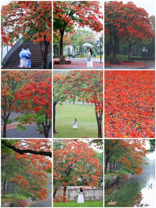 雨の中で出会う岳麓山のツツジ｜オレンジホテルの心配り