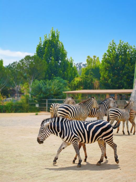 歐樂堡3天2晚｜動物王國遛娃，旅途圓滿收尾