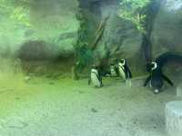 Singapore Zoo, Great Experience 
