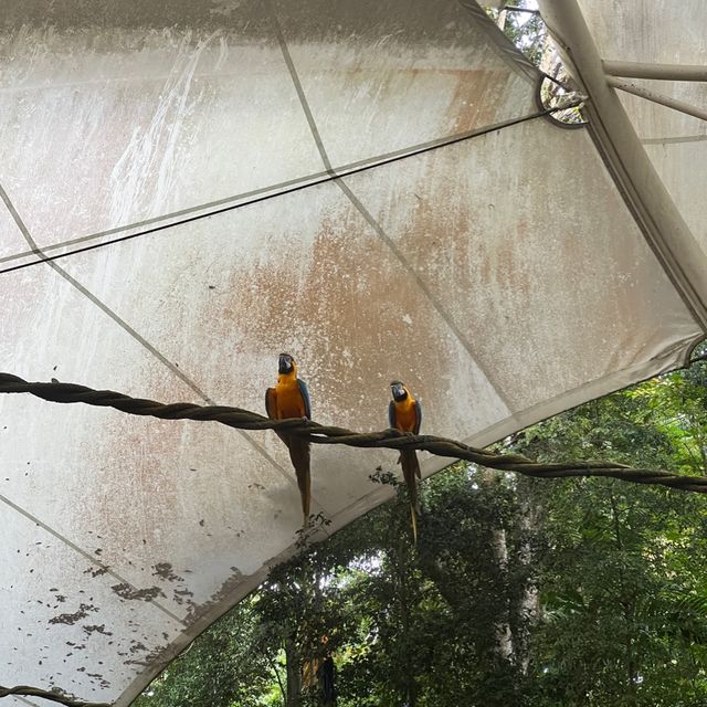 新加坡動物園 singapore zoo - 很適合小朋友去的景點
