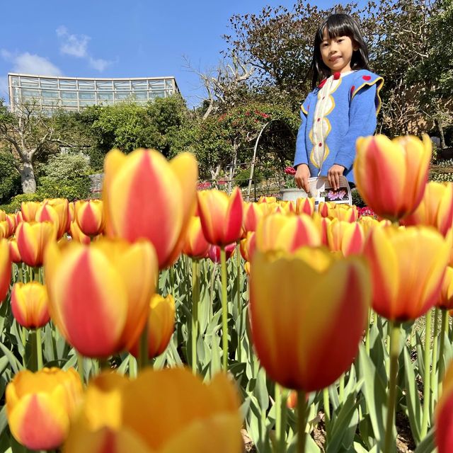 #沖繩最大鬱金香特展