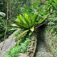 Tropical Spice Garden