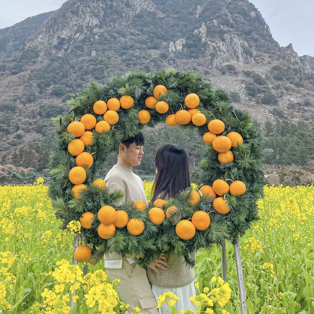 산방산과 유채 
