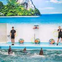  ดูแมวน้ำ 🦭 เล่นกับโลมา 🐬
Dolphins Bay Phuket
