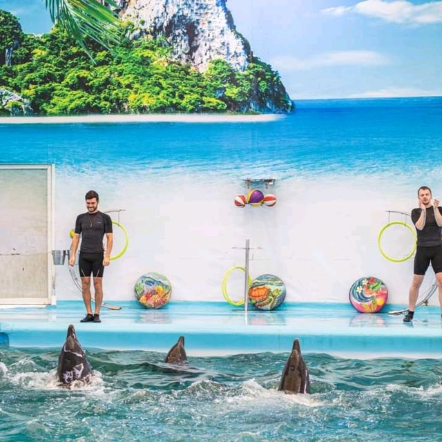  ดูแมวน้ำ 🦭 เล่นกับโลมา 🐬
Dolphins Bay Phuket