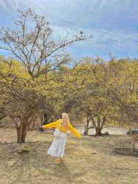 구례산수유축제에 가기 힘들다면?🌼🌼