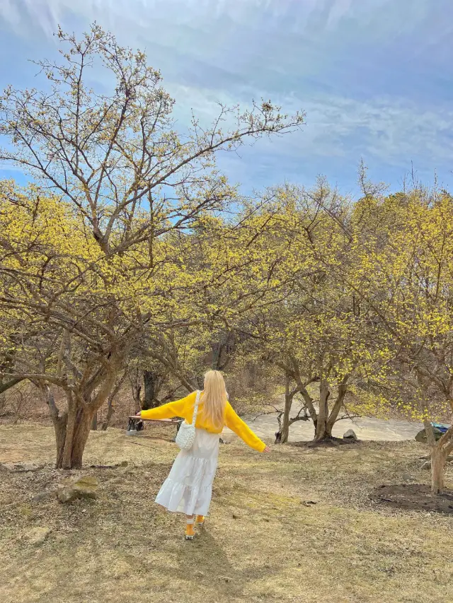 구례산수유축제에 가기 힘들다면?🌼🌼