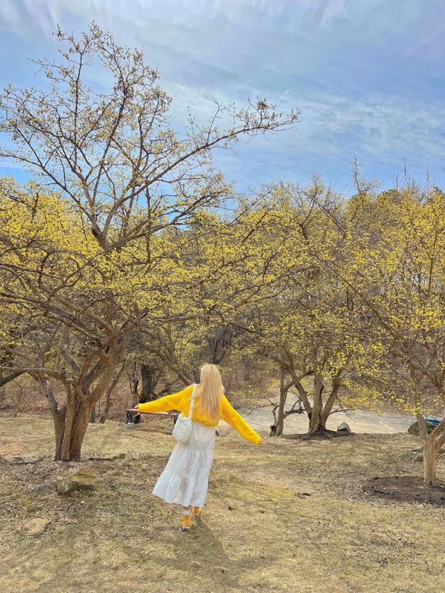 구례산수유축제에 가기 힘들다면?🌼🌼
