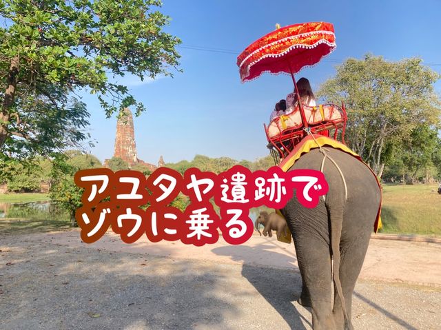 【タイ】アユタヤ遺跡で象乗り体験🐘