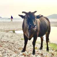 Hong Kong must go beach!