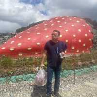 Strawberry Picking Time!