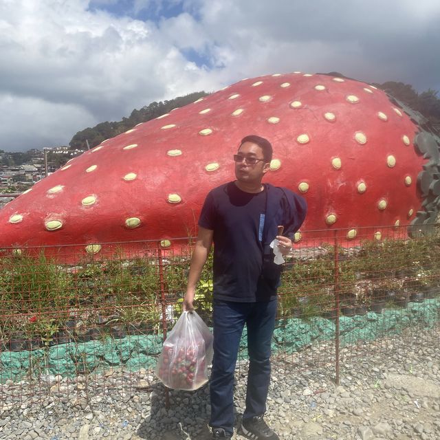 Strawberry Picking Time!