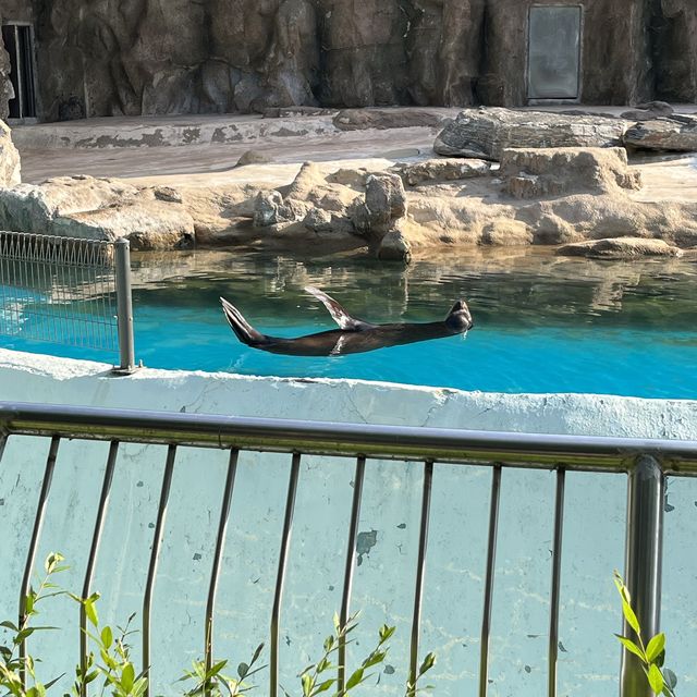 韓國必到景點首爾動物園