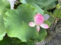 香港賞花 | 不只得荷花的城門谷公園