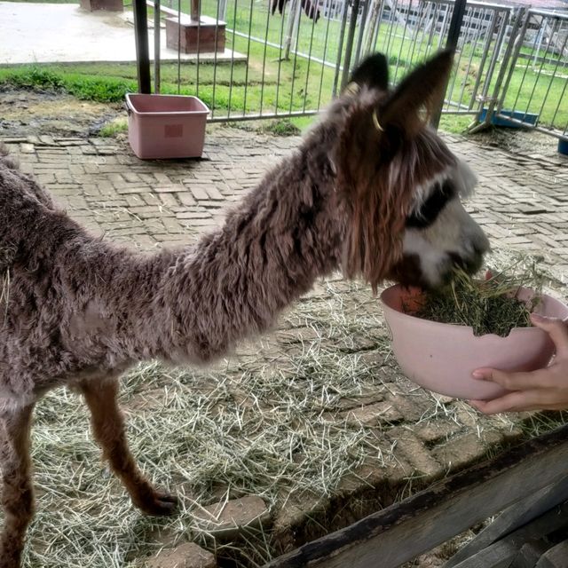 Going out for Lunch? Alpaca Lunch 