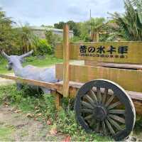 【沖縄県/由布島】初めての水牛車🐃