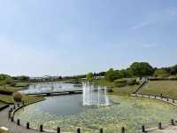 關東整片藍海~常陸海濱公園粉蝶花