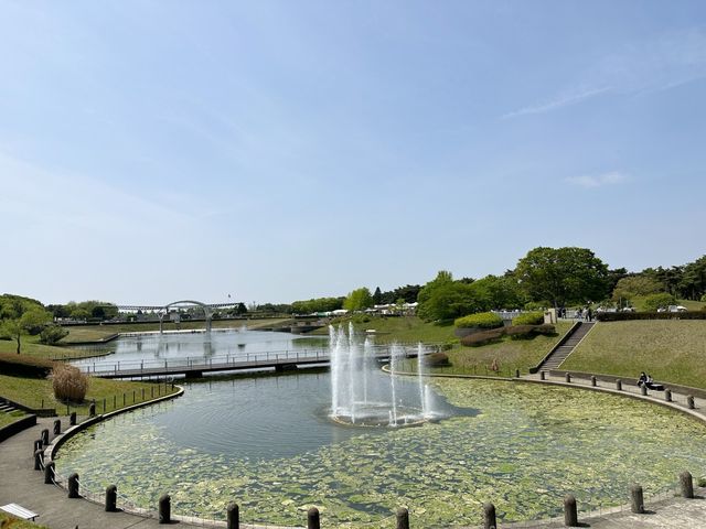 關東整片藍海~常陸海濱公園粉蝶花