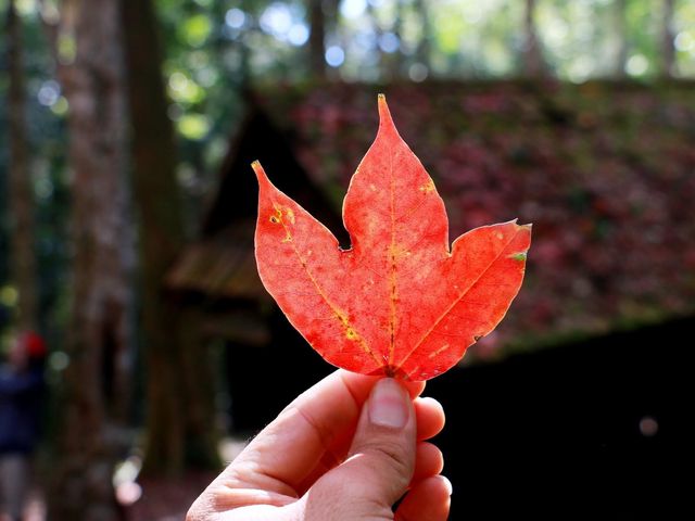 โรงเรียนการเมืองการทหาร 🍁🍁🍁