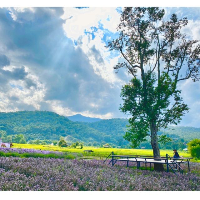 เจอ กู๊เนียร์ ฟอร์เร็ซท สวนดอกไม้ ที่ใหญ่ที่สุดในเชียงใหม่