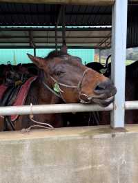 済州島で乗馬体験がオススメすぎます！