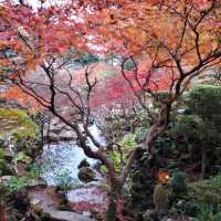 【千葉】養老渓谷で紅葉を見ながらマイナスイオンに満たされる！