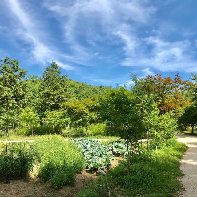 Nami Island!