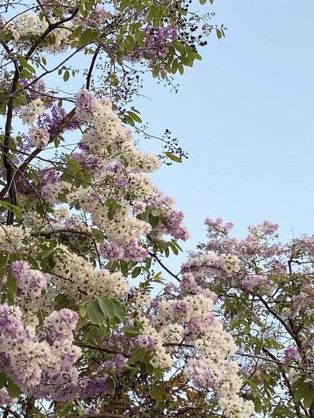 สวนเบญจกิติ🌱