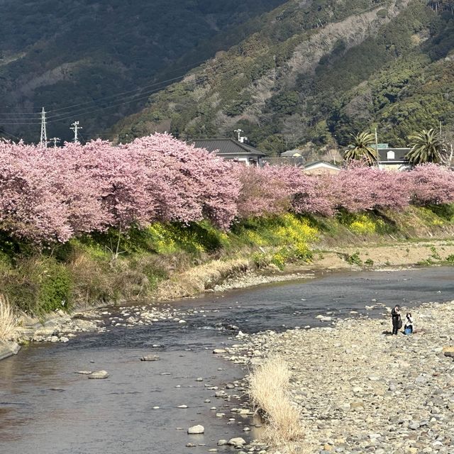 日本 河津 櫻花祭