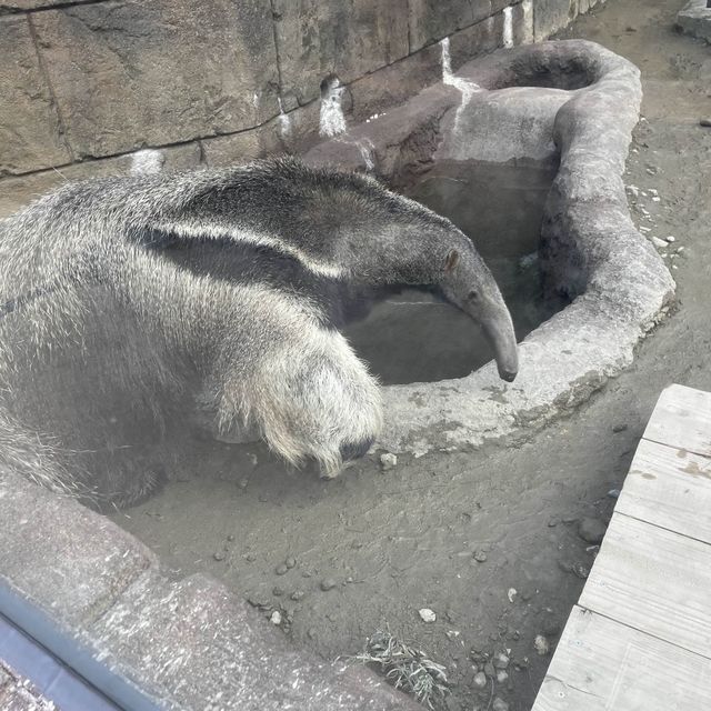 沖縄の動物園と言えば『こどもの国』