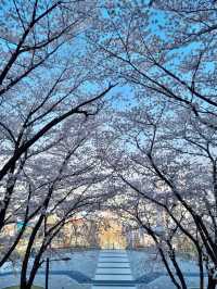 대구 벚꽃 명소:: 침산공원🌸