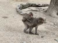 野生のサルを間近で見られる高崎山🐒