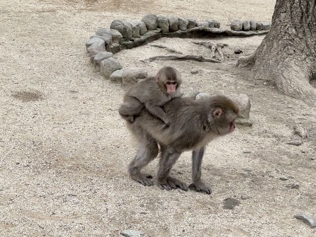 野生のサルを間近で見られる高崎山🐒