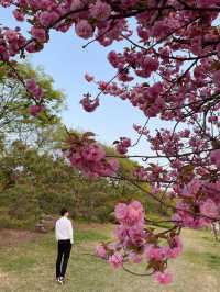 겹벚꽃 보러 하남 미사 조정경기장 어때요🌸