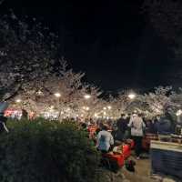 Famous weeping sakura trees