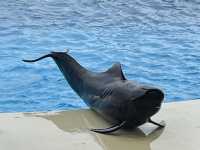 【福岡】国内2ヶ所！ラッコが見られる水族館🦦