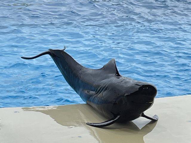 【福岡】国内2ヶ所！ラッコが見られる水族館🦦