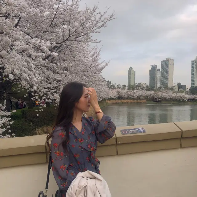 서울 벚꽃명소 석촌호수🌸🌸
