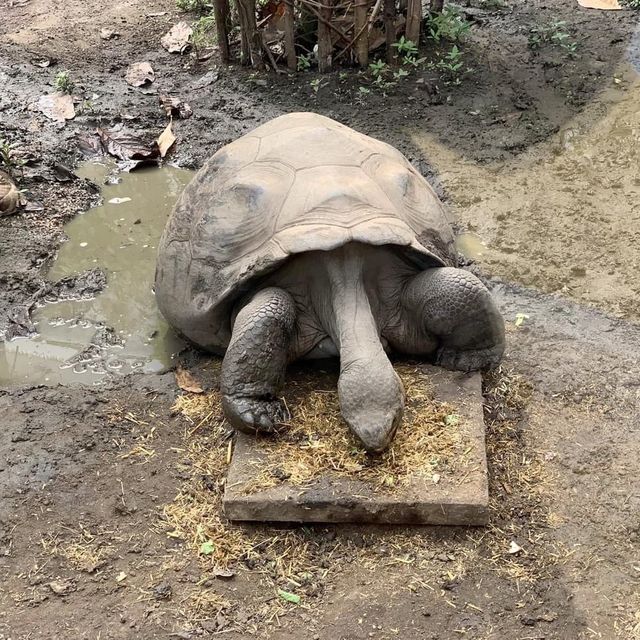 London Zoo