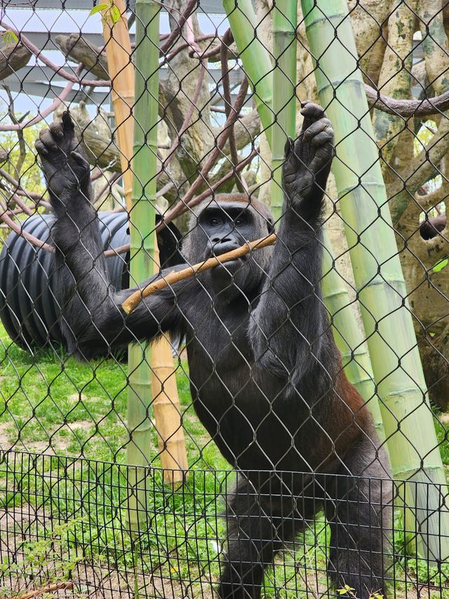 Lincoln Park Zoo 🦍✨