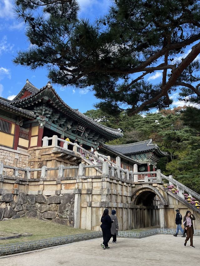 경주 불국사 산책하기 좋아요🌳