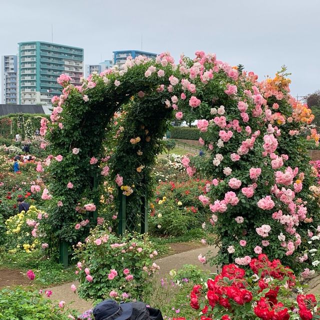 ロザリアン憧れの地　京成バラ園