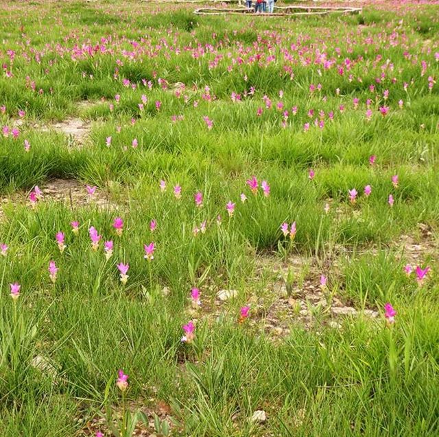 ทุ่งบัวสวรรค์